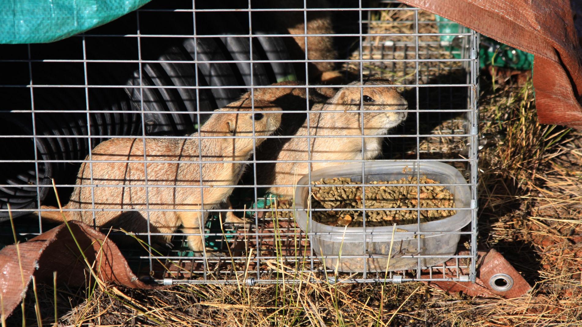 94 black-tailed prairie dogs get new digs at the Sands Ranch near Sonoita